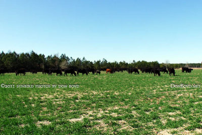 2011 - Breman's cattle grazing in a new pasture