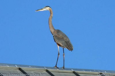2011 - a Blue Heron on a hot Sand Key rooftop animal stock photo #5580