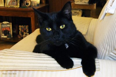 February 8, 2011 - Little Kitty on his favorite living room chair at the time