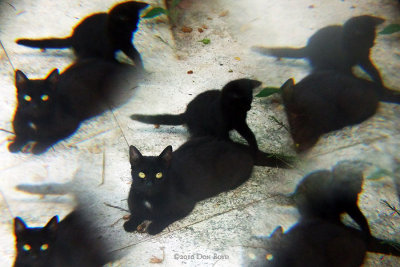 June 17, 2010 - Little Kitty playing with his mom Blackie's tail on our front sidewalk in the courtyard