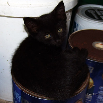 May 29, 2010 - a few days after adopting Little Kitty who was born to a feral stray in the neighborhood