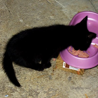 June 5, 2010 - Little Kitty eating canned cat food
