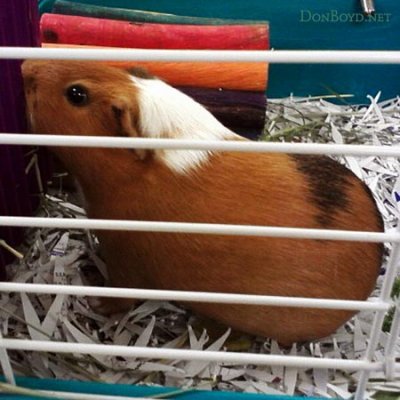 February 2012 - Ziggy Piggy Panda, Karen Dawn's guinea pig kept in her classroom for her students
