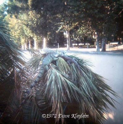 1972 - Iguanas at the Iguana Island inside the Crandon Park Zoo on Key Biscayne
