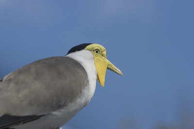 CRW_6033.jpg
