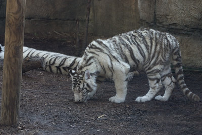 CRW_6041.jpg