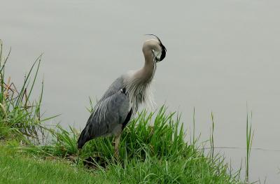 Herron-1.jpg