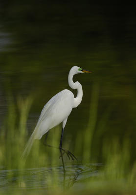 Egret1.jpg