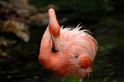 Florida-Bird3.jpg