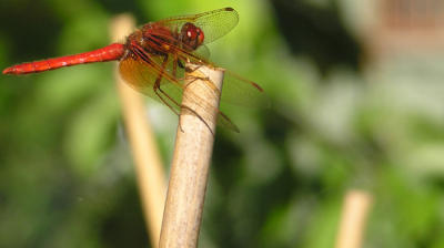 Red Dragonfly