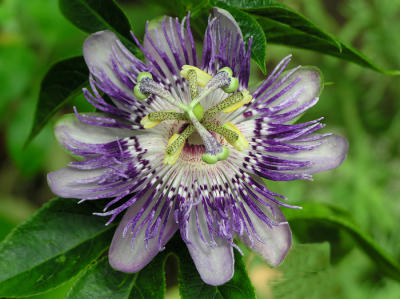 Passion Flower (Maypop)