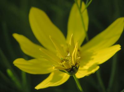 Early Bloom Coreopsis