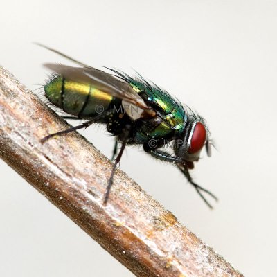 mouche verte - green bottle fly - lucilia sericata