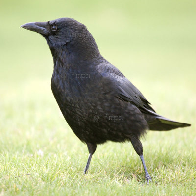 Corvus corone - Corneille noire - Carrion Crow