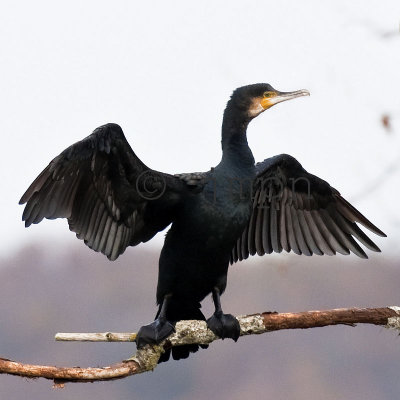phalacrocorax carbo - grand cormoran - great cormorant