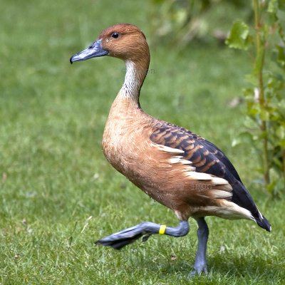 Dendrocygna bicolor - Dendrocygne fauve - Fulvous Duck