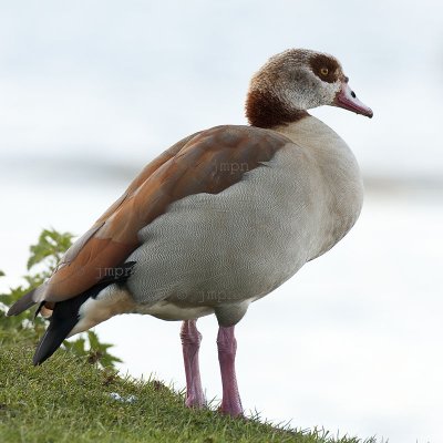 Alopochen aegyptiaca - Ouette d'Egypte - Egyptian Goose