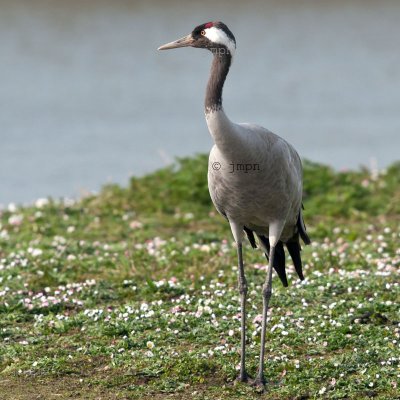 Grus grus - Grue cendre - Common Crane