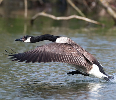 Branta canadensis - Bernache du Canada - Canada Goose