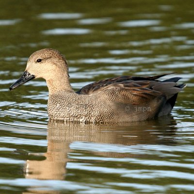 Anas strepera - Canard chipeau - Gadwall