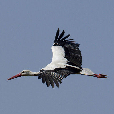 Ciconia ciconia - Cigogne blanche - White Stork