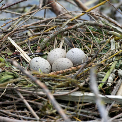 Nid de foulque macroule (fulica atra) - Eurasian Coot nest