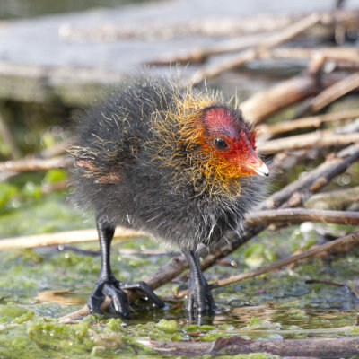 Fulica atra - Foulque macroule (poussin) - Eurasian coot (chick)