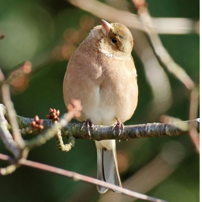 Fringilla coelebs - Pinson des arbres - Common Chaffinch