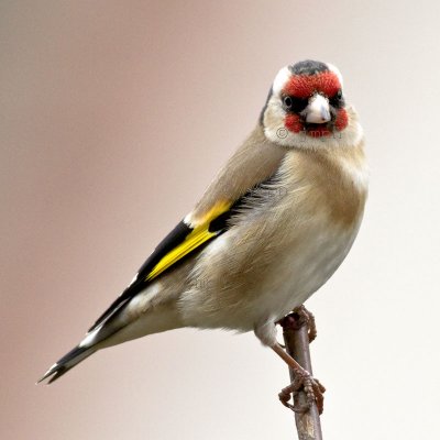 Carduelis carduelis - Chardonneret élégant - Goldfinch