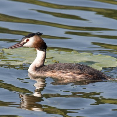 Grbe hupp - Podiceps cristatus - Great Crested Grebe