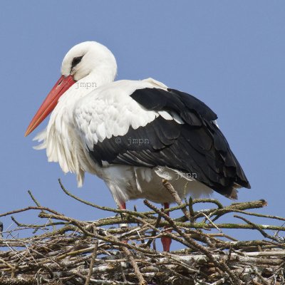 Ciconia ciconia - Cigogne blanche - White Stork