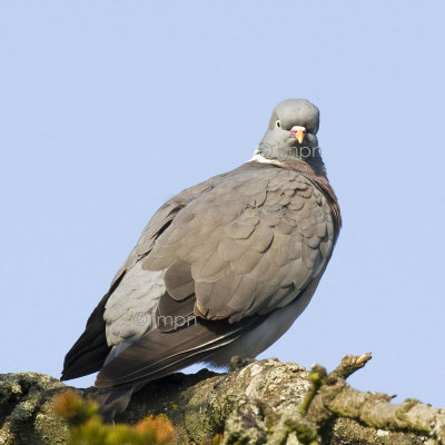  Pigeon ramier - Wood pigeon - Columba palumbus 