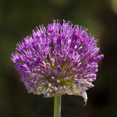 Ail d'ornement - Allium