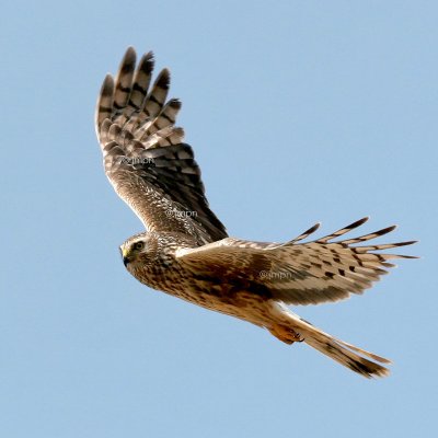 Circus cyaneus - Busard Saint-Martin - Northern Harrier (Hen Harrier)