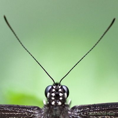 LEPIDOPTERAE (chenilles et papillons - caterpillars and butterflies)