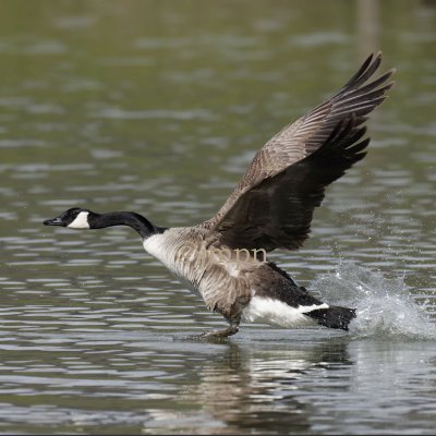 Branta canadensis - Bernache du Canada - Canada Goose