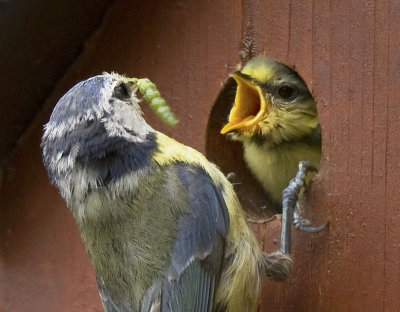 Cyanistes caeruleus - Msange bleue - Eurasian Blue Tit