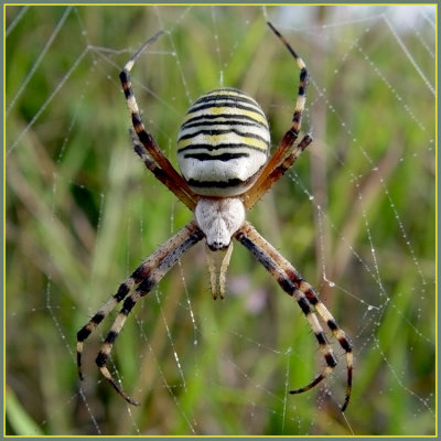 Arachnides - Arachnida