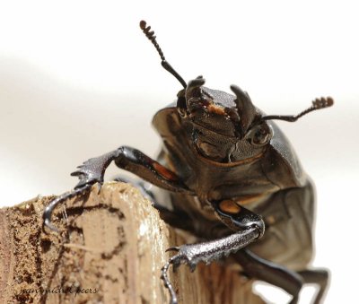 Lucanus Cervus