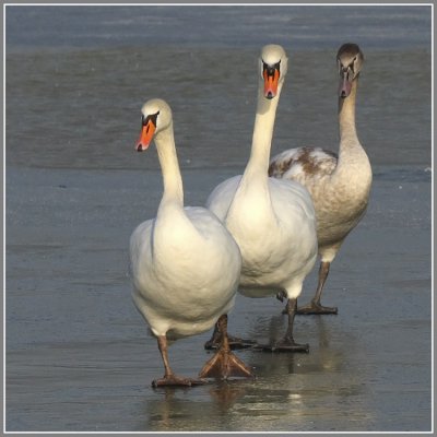 Cygnus olor - Cygne tuberculé - Mute Swan