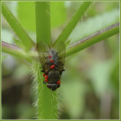 Parasitized fly