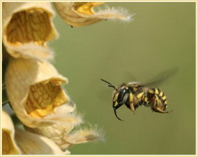 HYMENOPTERAE  (abeilles, guêpes, frelons - bees, wasps, hornets)