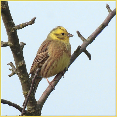 Emberiza citrinella - Bruant jaune - Yellowhammer