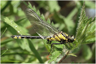 Gomphus Vulgatissimus