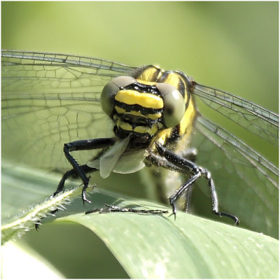 Gomphus Vulgatissimus