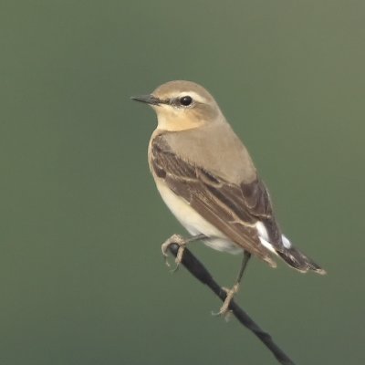 Oenanthe oenanthe - Traquet motteux - Northern Wheatear