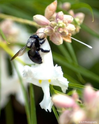 Bee