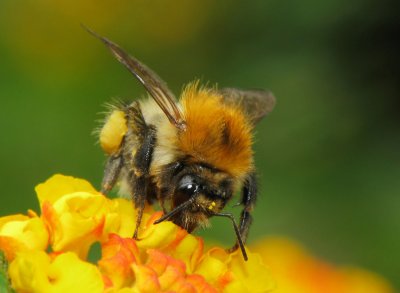 Bumble bee, 2009