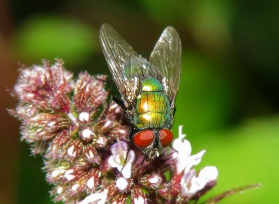 Fly (horsefly?), 2009