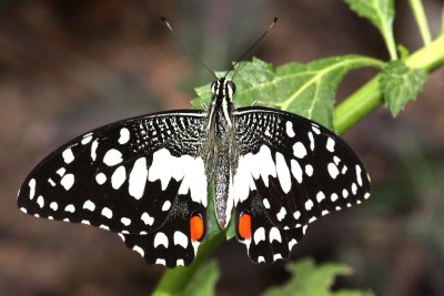 Butterfly 2, 2010
